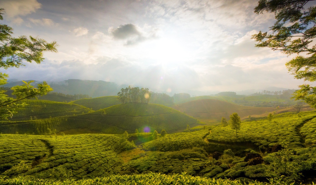 Поля чая на Шри Ланке