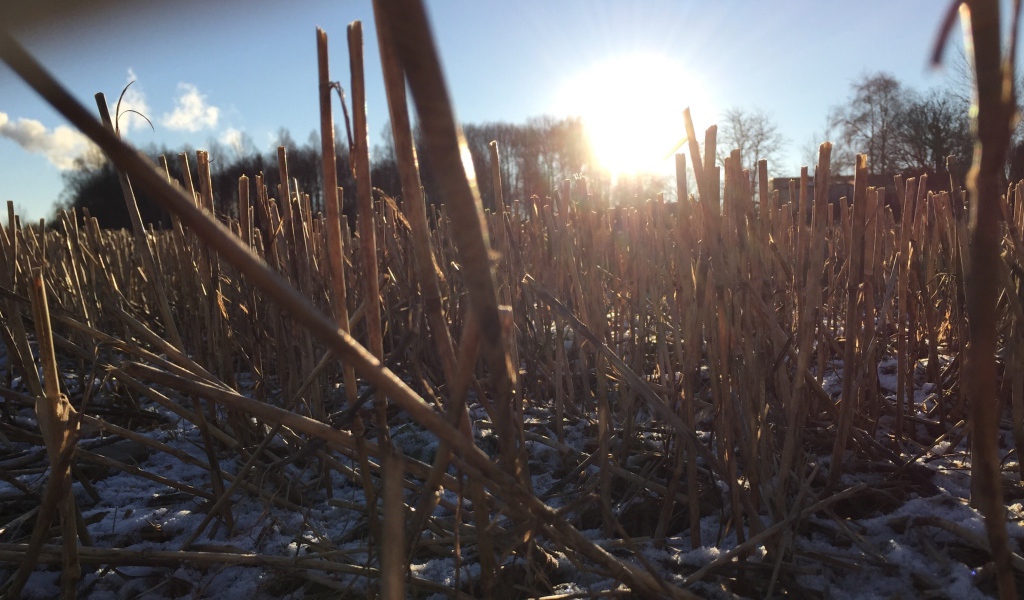 Первый снег на убранном поле