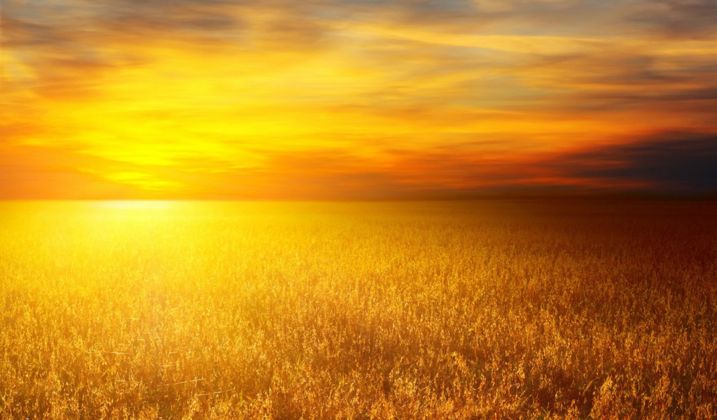 Золотое поле злаков