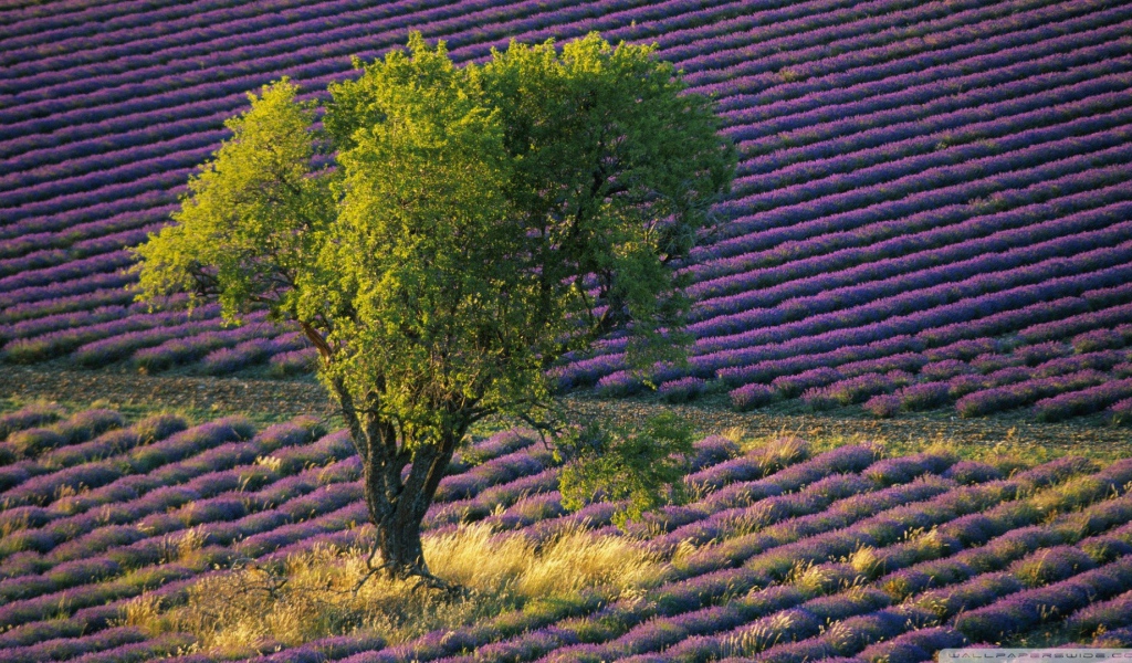 Зеленое дерево среди поля с лавандой