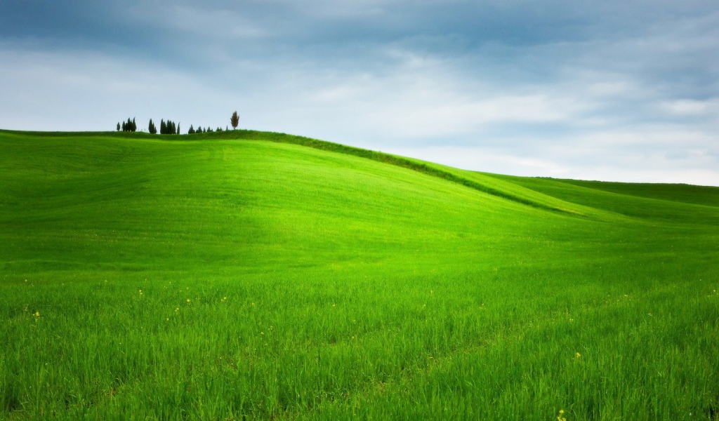 Ухоженное зеленое поле