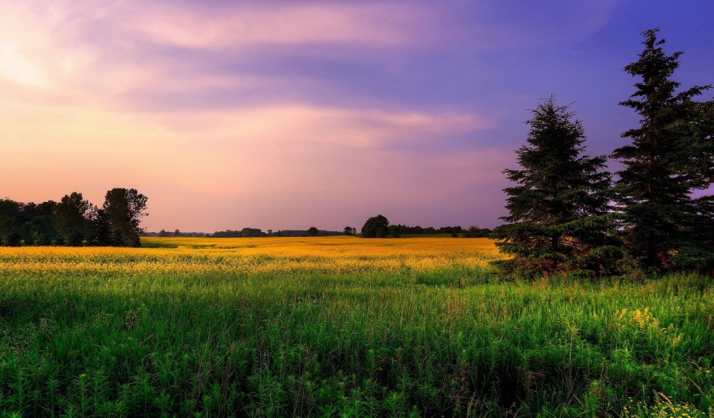 Сиреневое небо над желтым полем