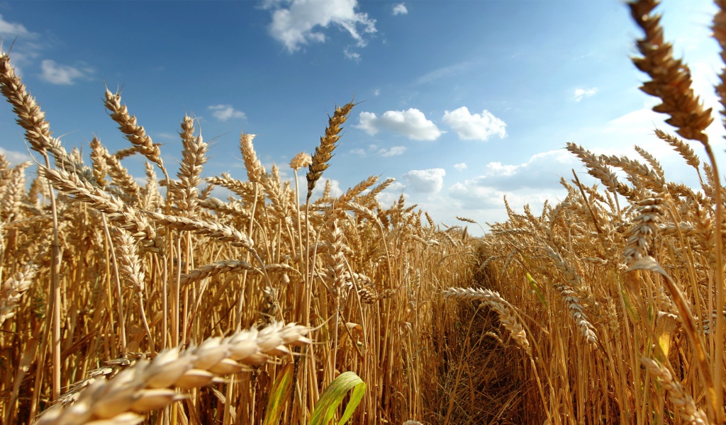 Зрелая пшеница под августовским небом
