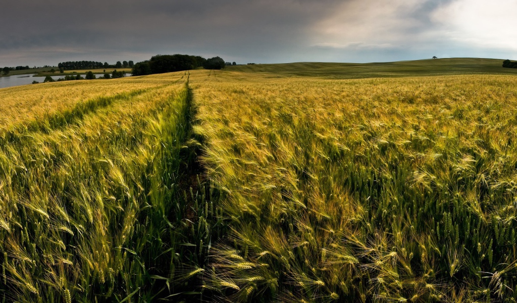 Ровные ряды колосков зеленой пшеницы