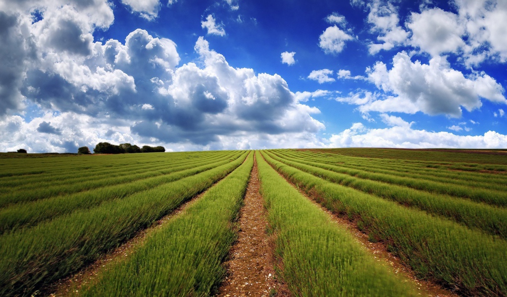 Аккуратные ряды молодой лаванды