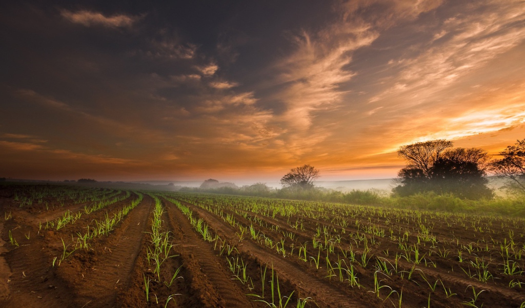 Ровные ряды молодых ростков кукурузы