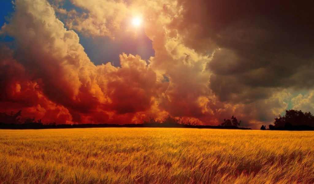 Оранжевое небо над полем пшеницы