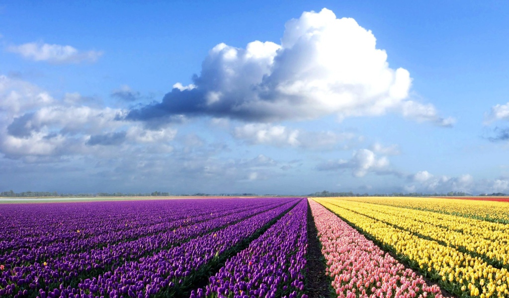 Фиолетовые, желтые и розовые тюльпаны на поле