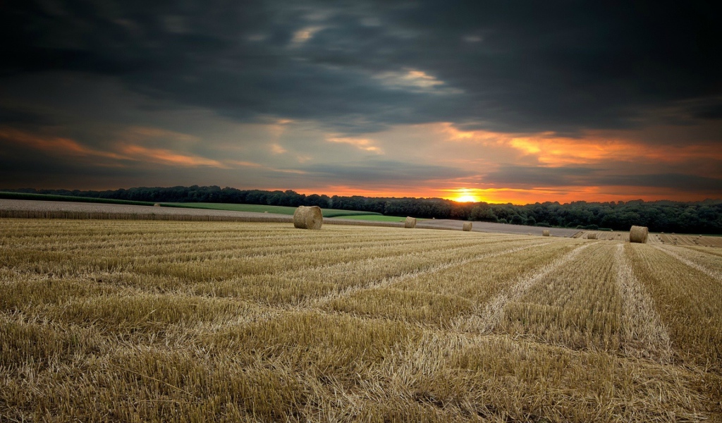 Убранное поле с сеном