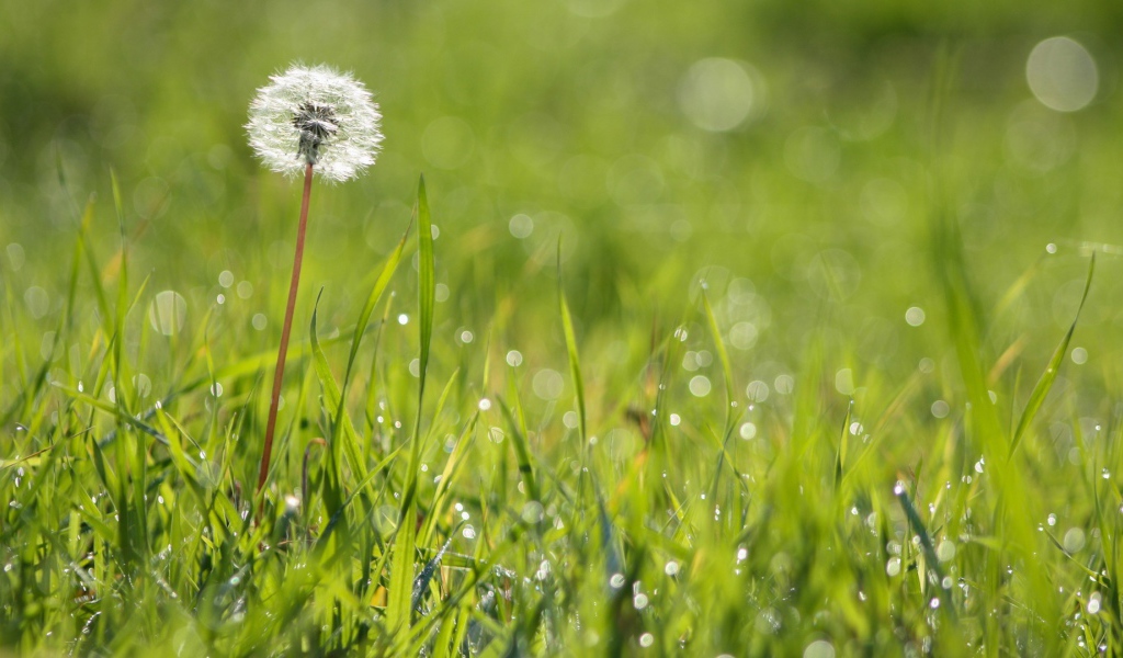 Созревший одуванчик среди зеленой травы