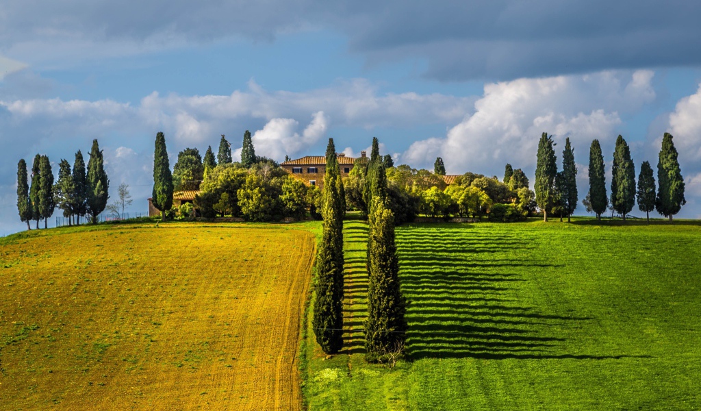Ряды тополей между полями