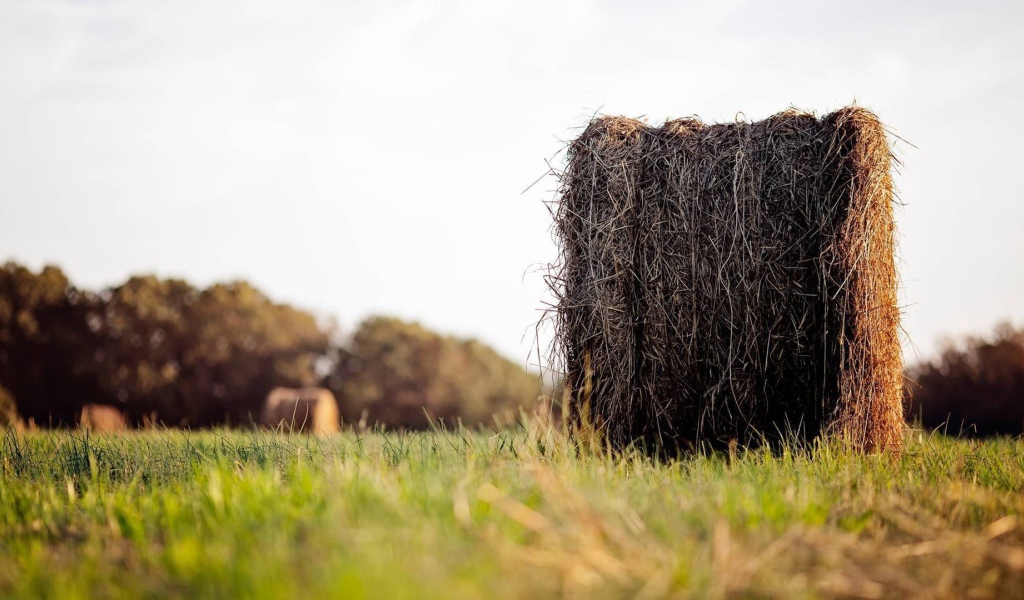 Моток сухого сена в поле