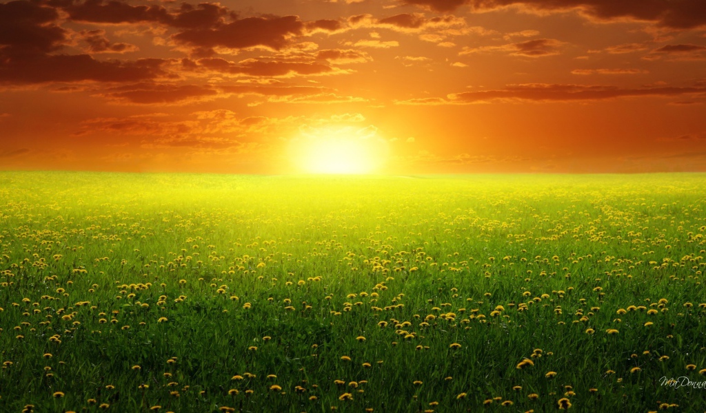 Восход солнца над полем одуванчиков