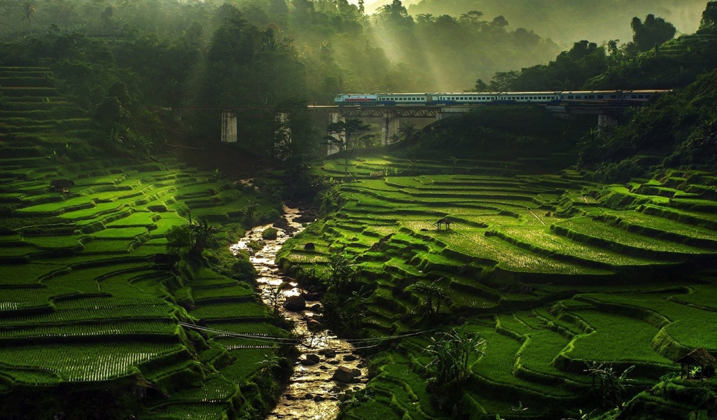 Поезд проезжает над полями террасами