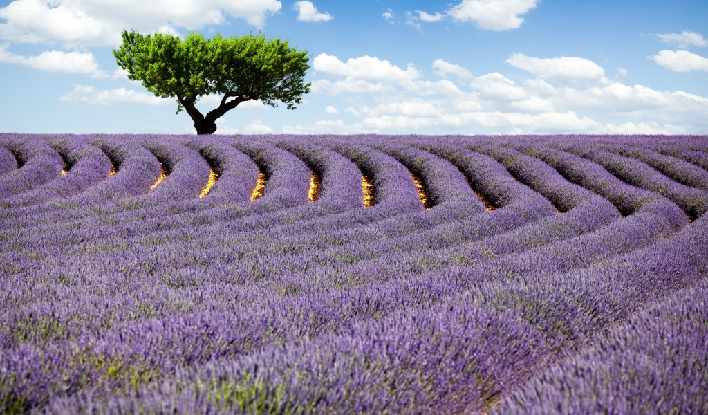 Дерево на поле лаванды