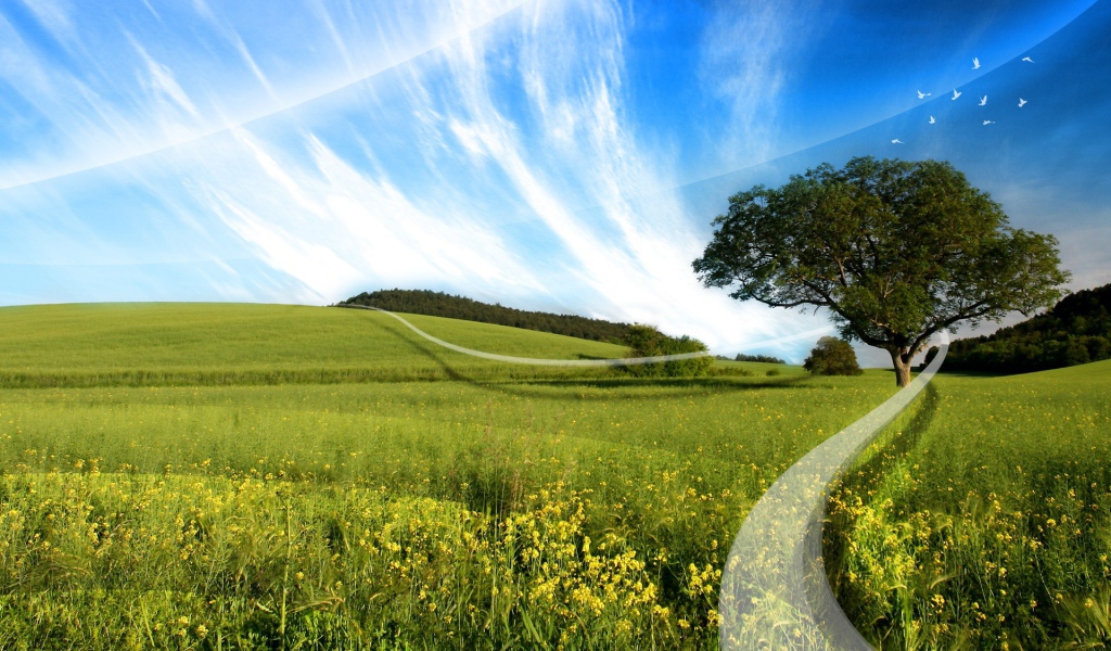 Белая линия на поле