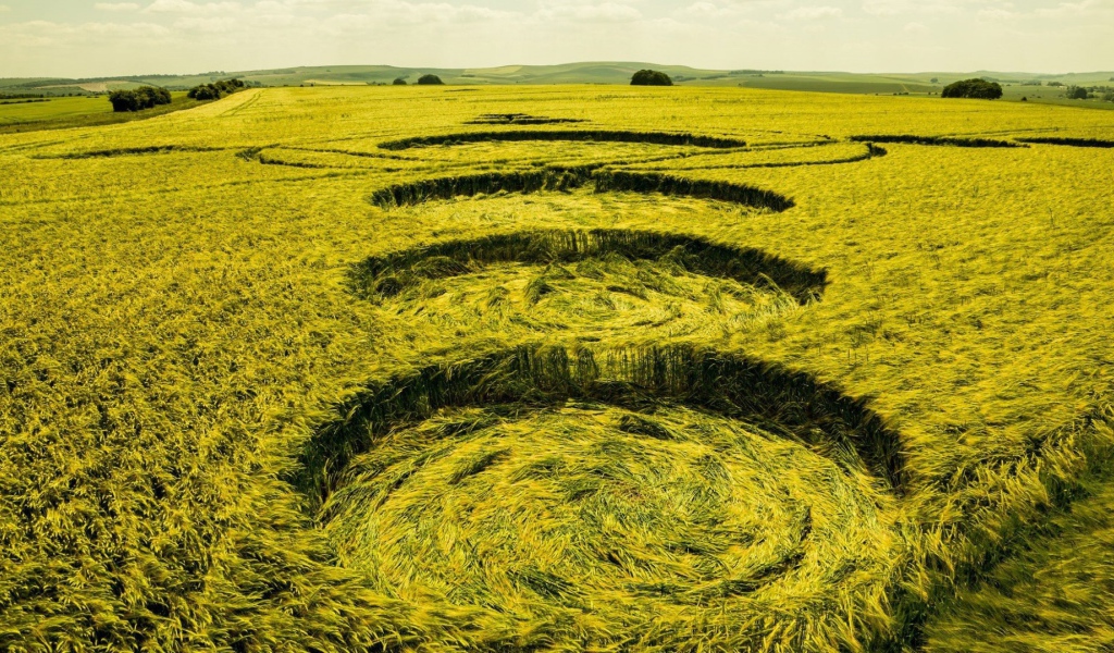 Следы посадки НЛО на пшеничном поле