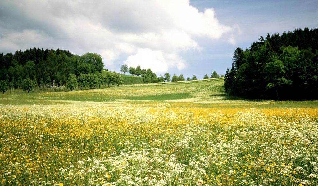Белые и желтые цветы на поле среди деревьев