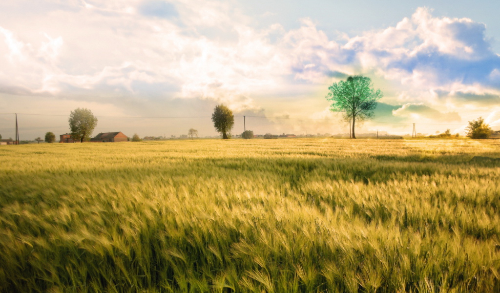 Белые облака над полем