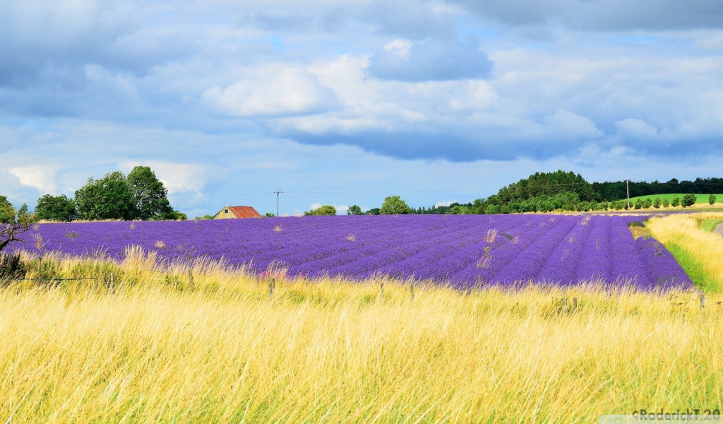 Желтое поле переходит в цветы лаванды