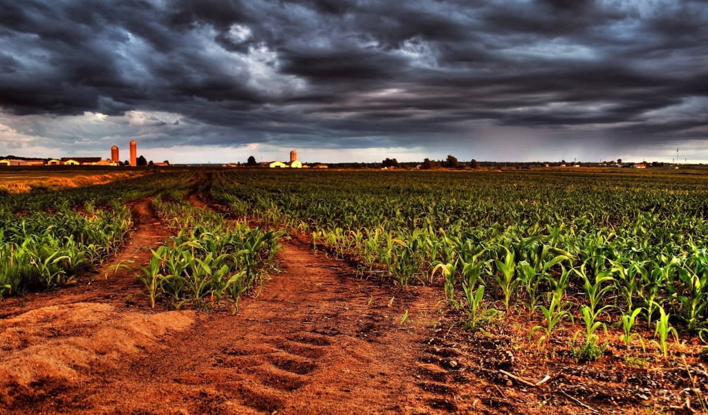 Молодая кукуруза на фермерском поле