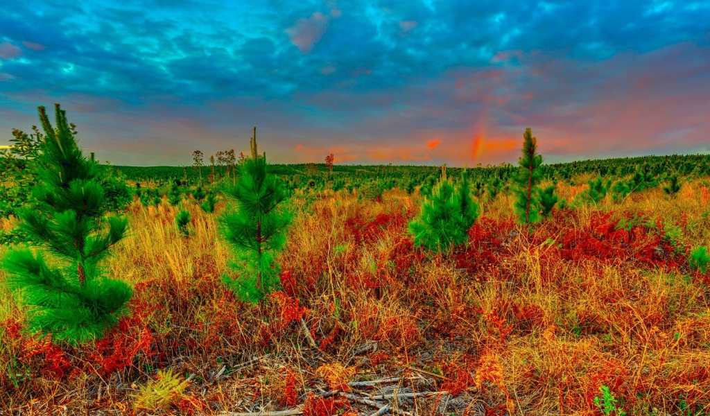 Молодые ели в поле