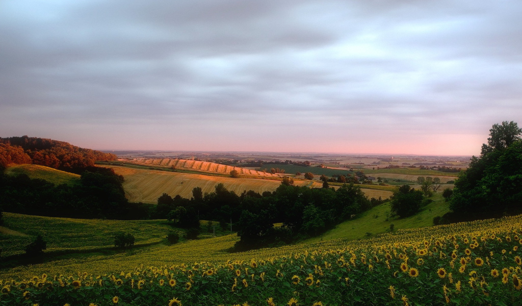 Поле подсолнечника на холмах