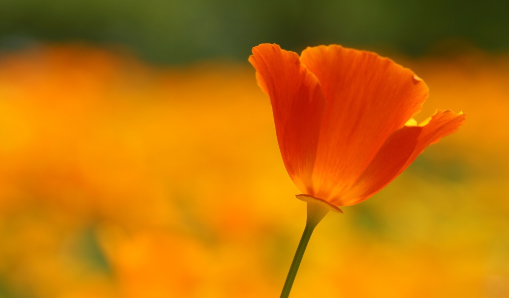 Одинокий красный цветок