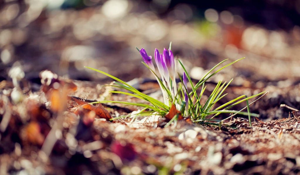 Маленький фиолетовый цветок на земле