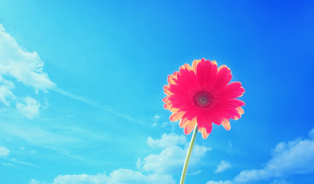 Красивый розовый цветок ромашки на фоне голубого неба