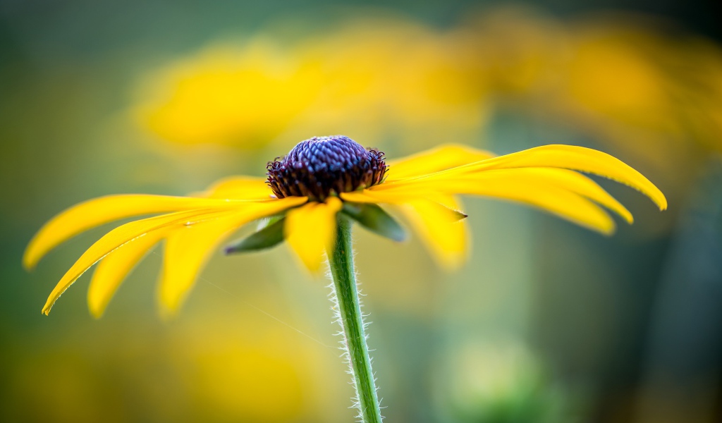 Черная сердцевина желтой ромашки