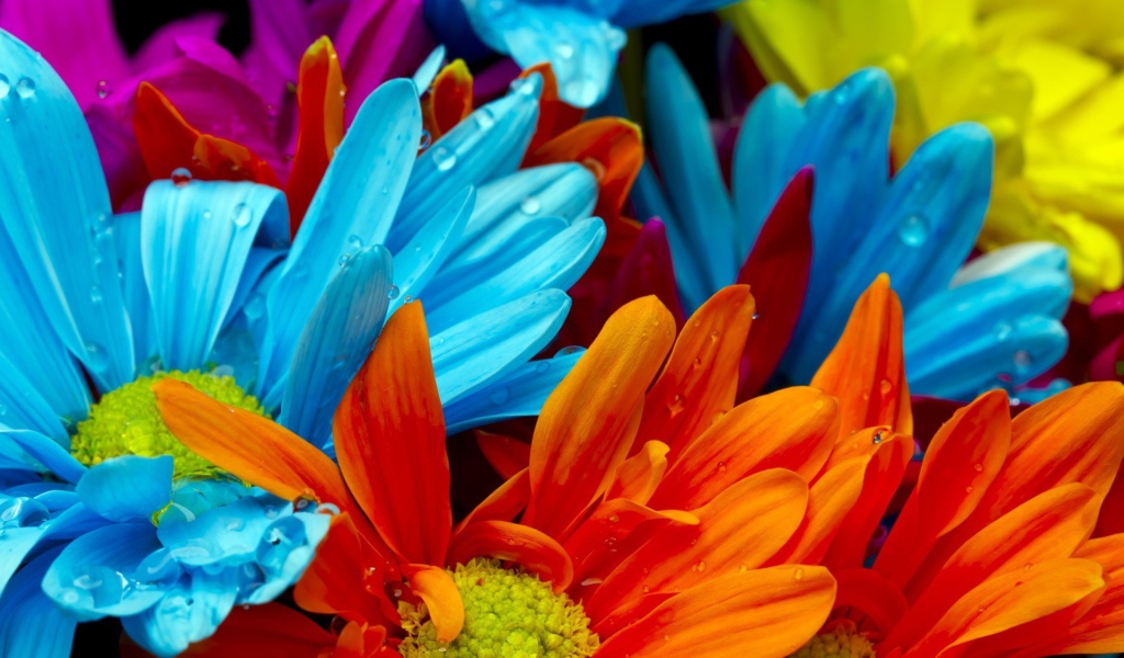 Голубые и оранжевые цветы в росе