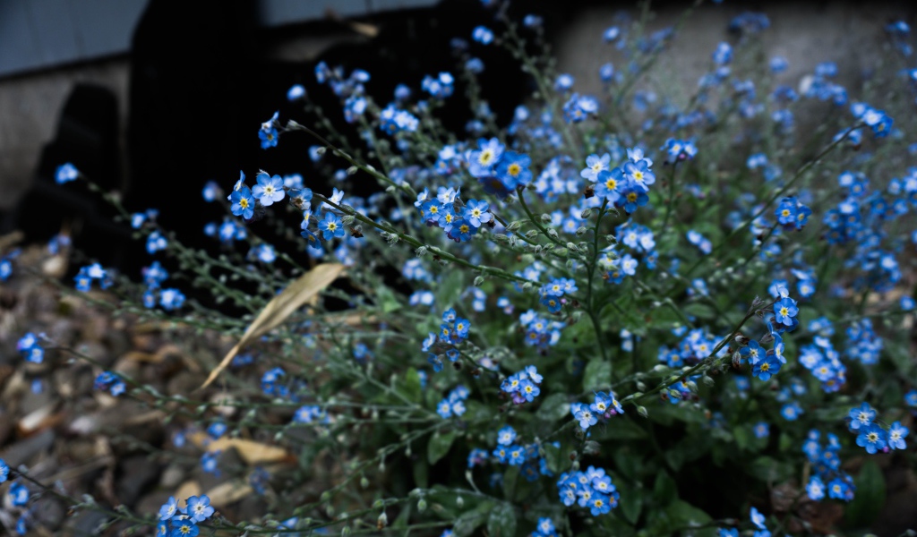 Голубые цветы растения незабудка