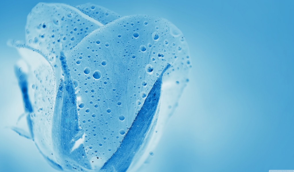 Голубой прозрачный тюльпан