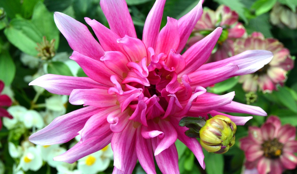 Яркий розовый экзотический цветок