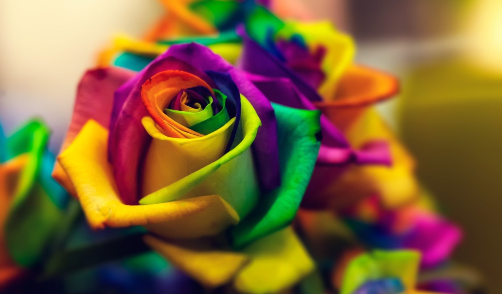 Яркая роза с лепестками разного цвета