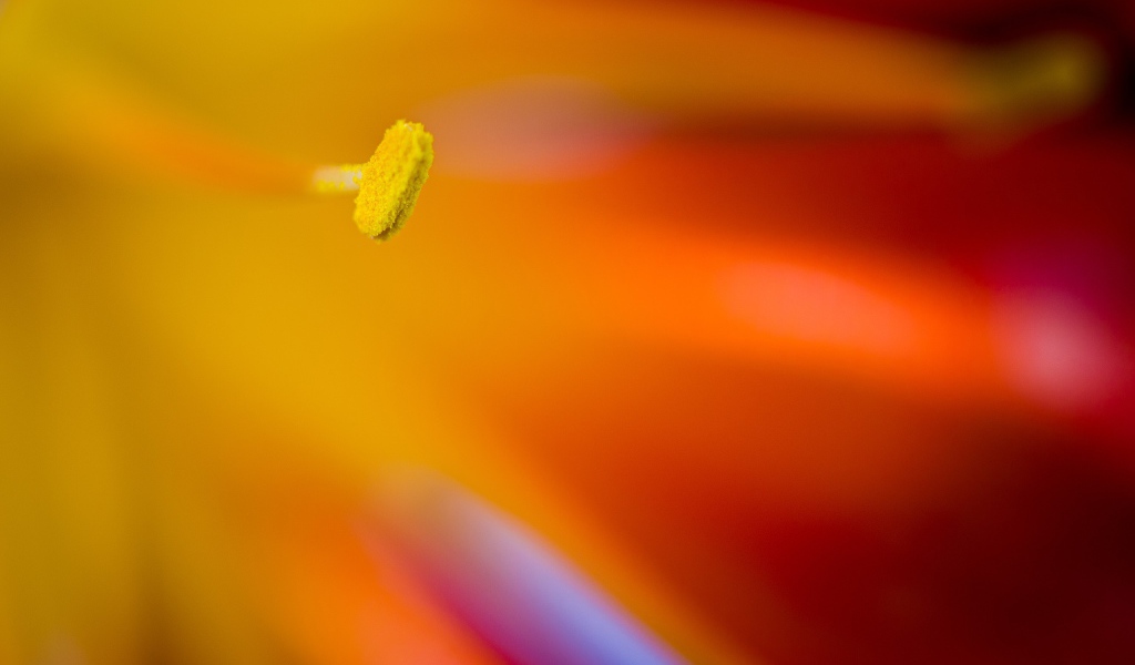 Желтый пестик яркого цветка