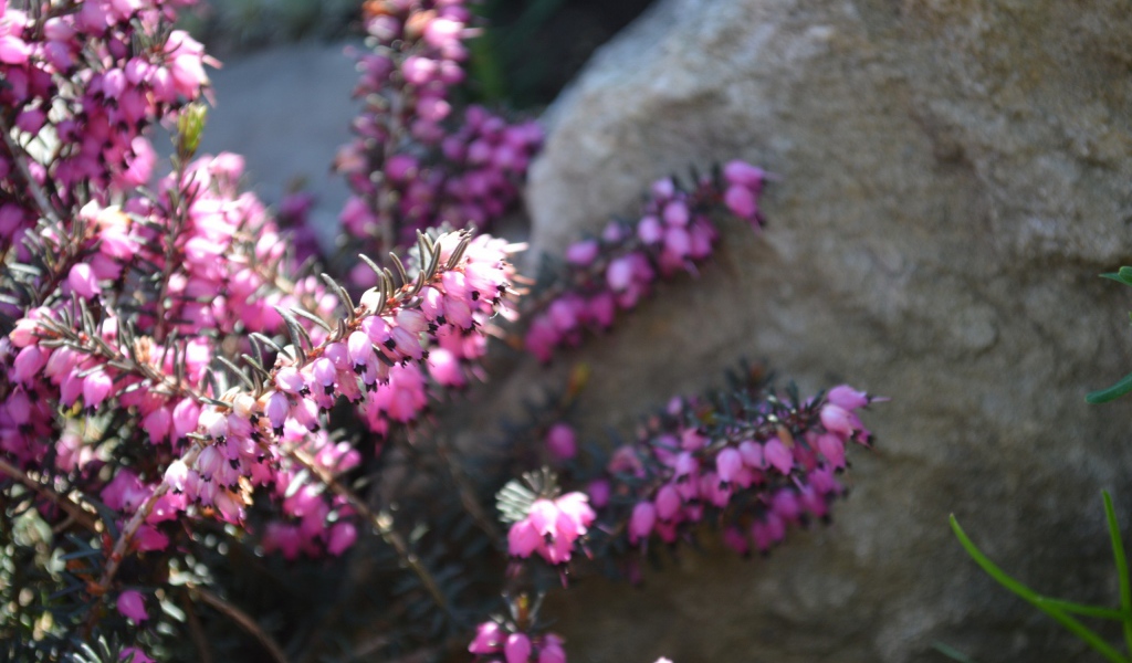 Кисти розовых цветов у камня