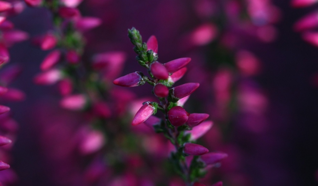 Кисточка розовых бутонов готова раскрыться