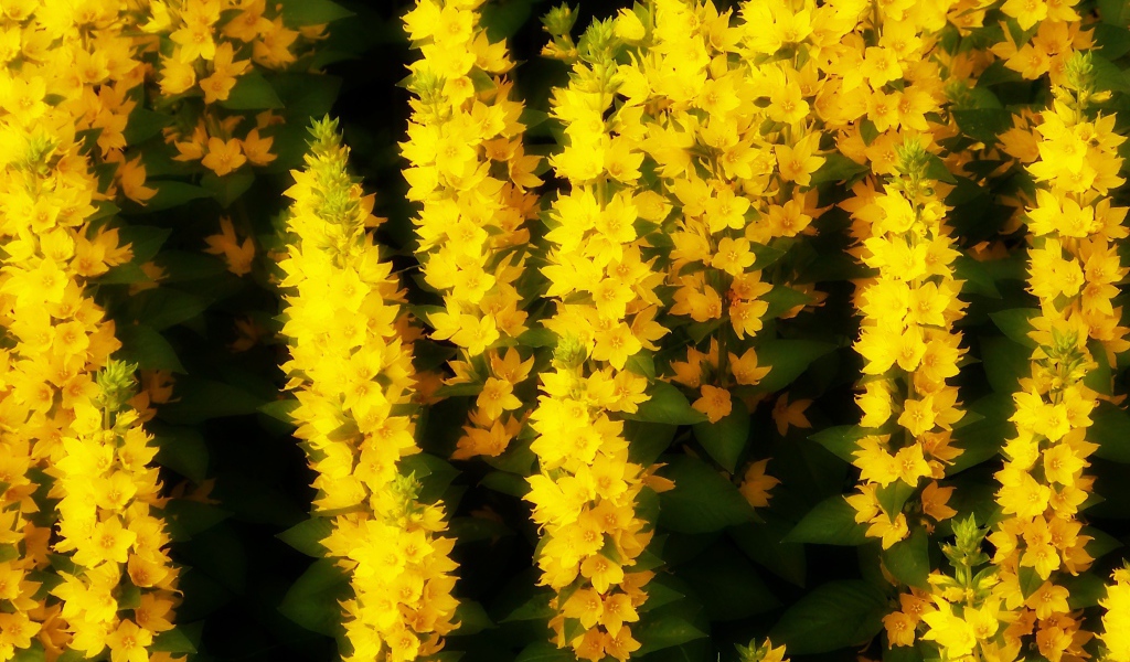 Кисти маленьких желтых цветов