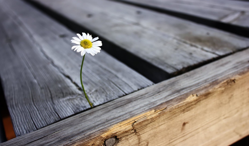 Ромашка проросла между досок