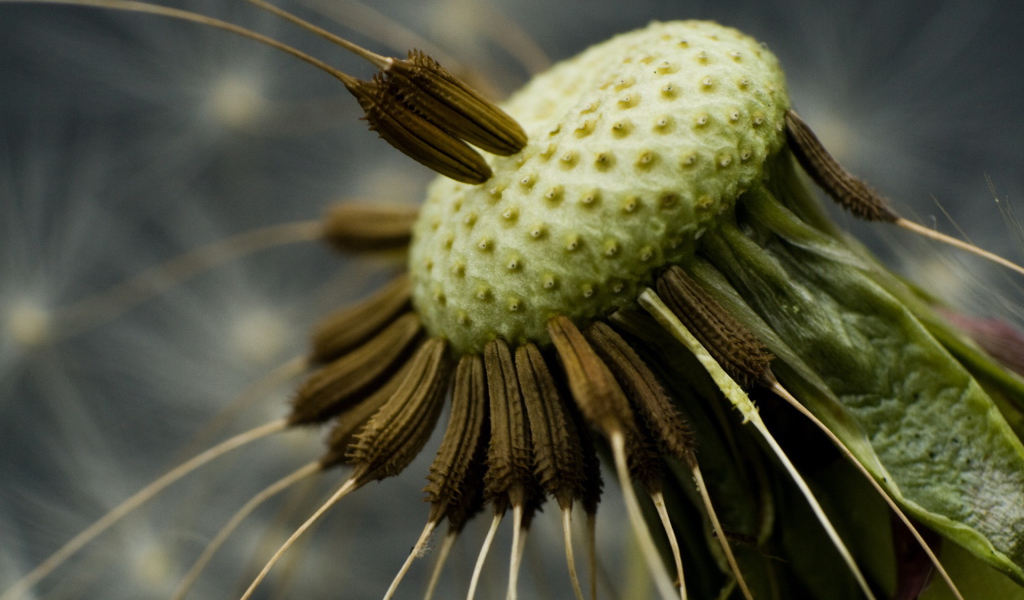 Семена одуванчика на стебле