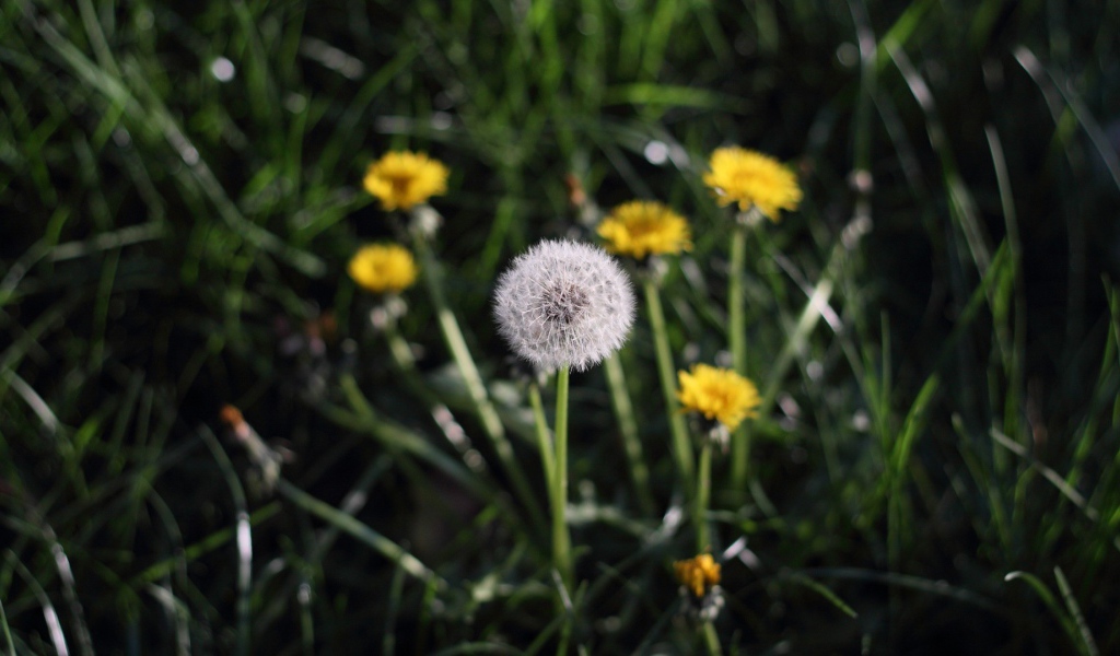 Одуванчики в поле