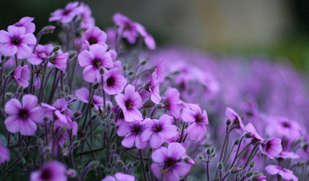 Нежные цветы герани