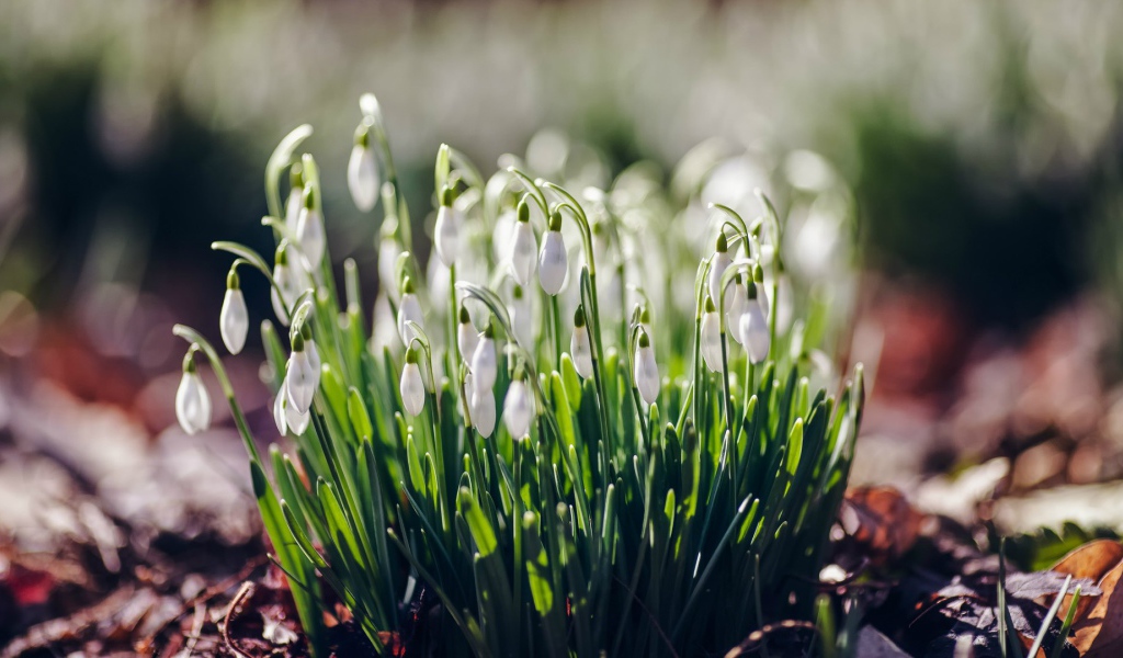 Нежные подснежники Галантус