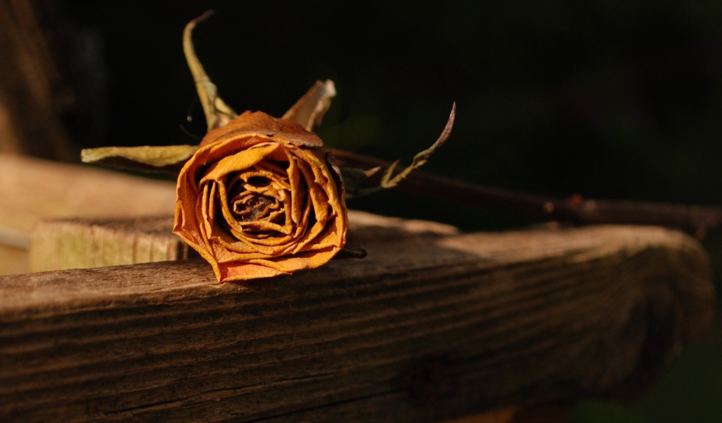 Засохшая оранжевая роза