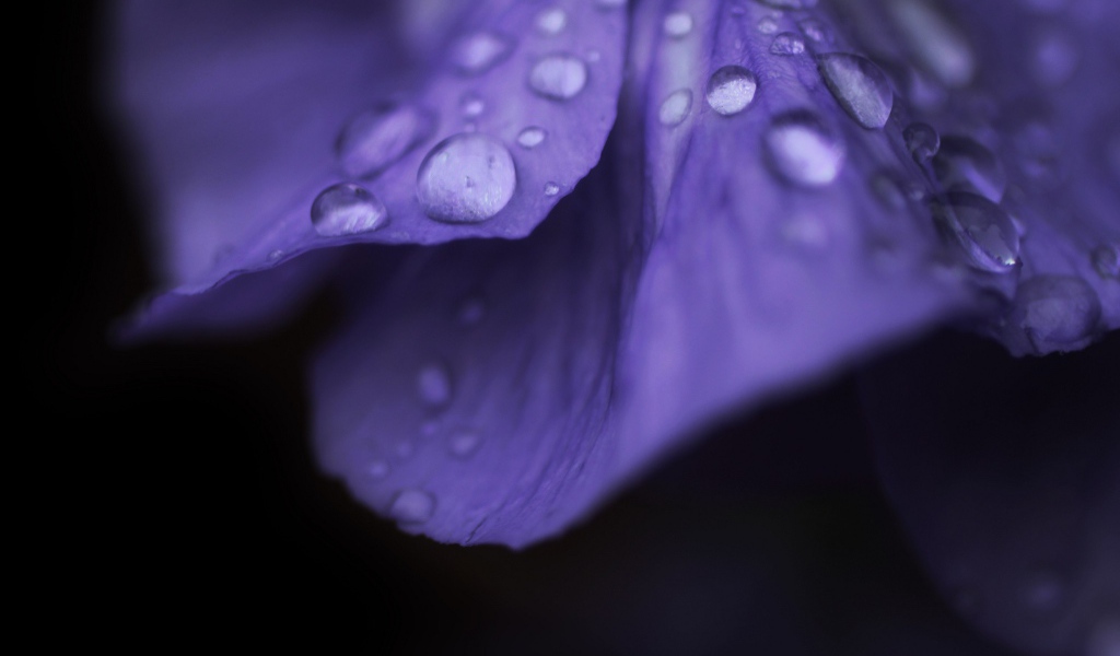 Капли росы на лепестке фиолетового цветка