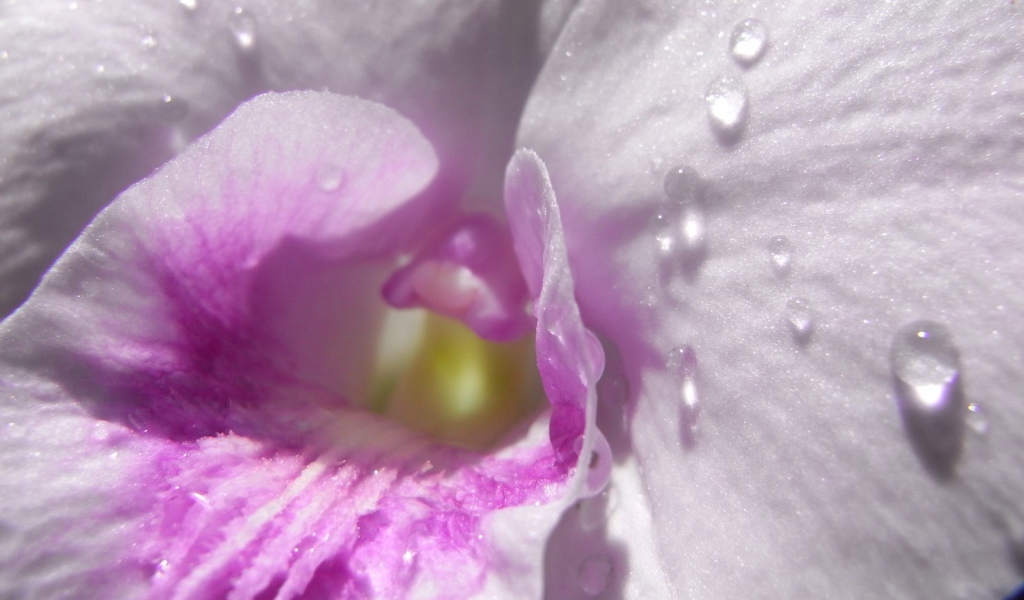 Капли влаги внутри нежно розового цветка