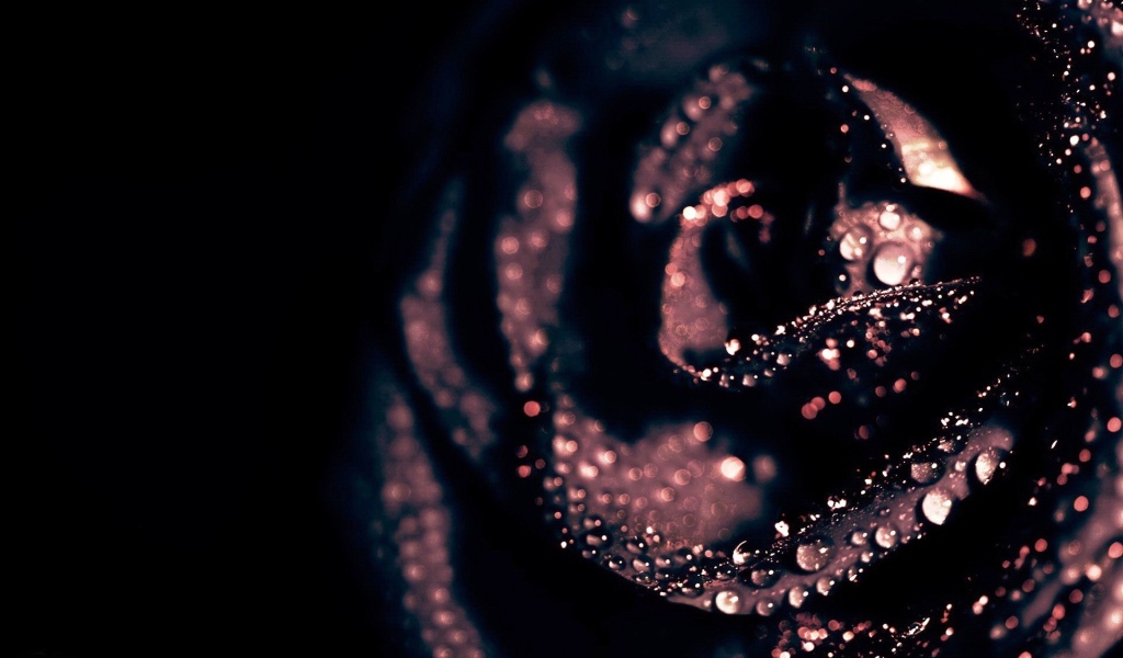 Капли воды на черной розе