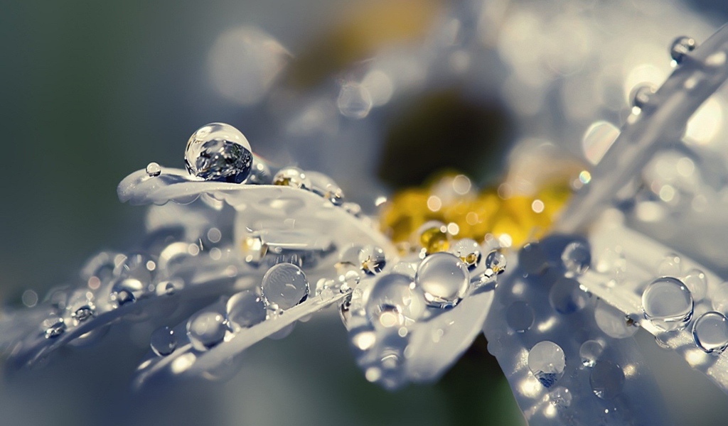 Капли воды на полу прозрачных лепестках цветка